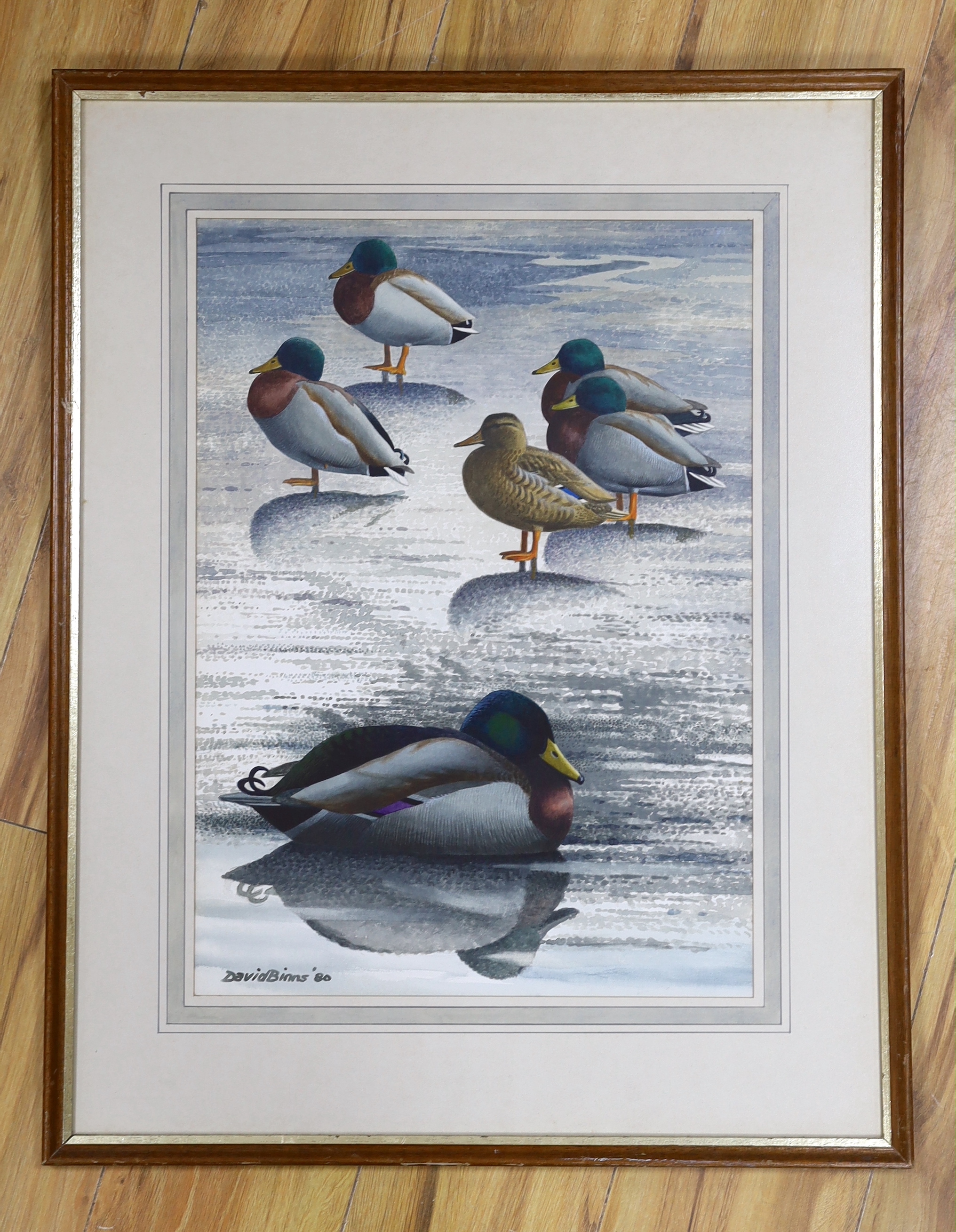 David Binns (1935-2020) watercolour, 'Thawing out mallard', signed and dated '80, inscribed label verso, 50 x 36cm